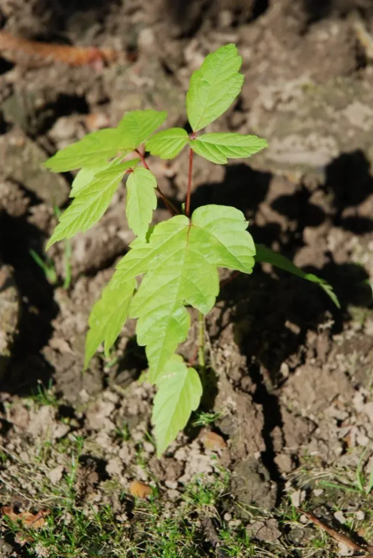 Acer negundo seedling