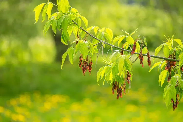 Box Elder