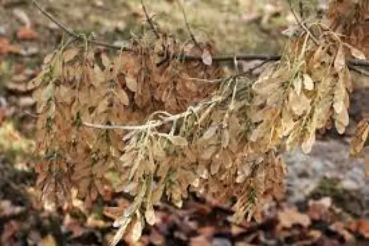 Box Elder Autum