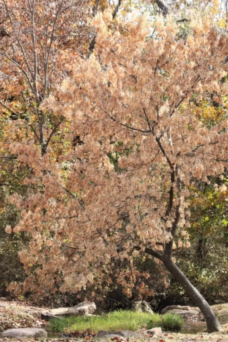 Box Elder Autum