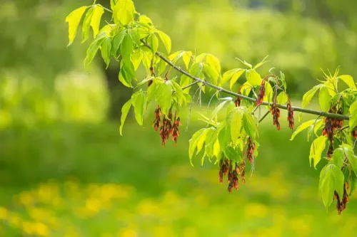 Alert – Box Elder Poisoning in the North American Horse Communities