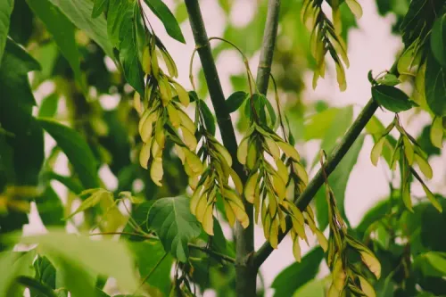 Act Now – Horse Poisoned by Sycamore and Box Elder Trees