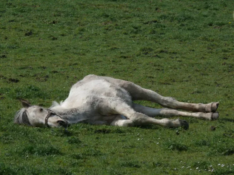 horse lying down in a field