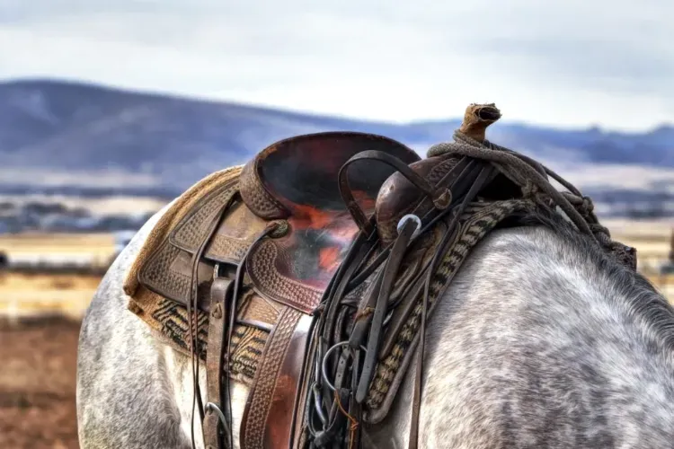 Western Horse Saddle