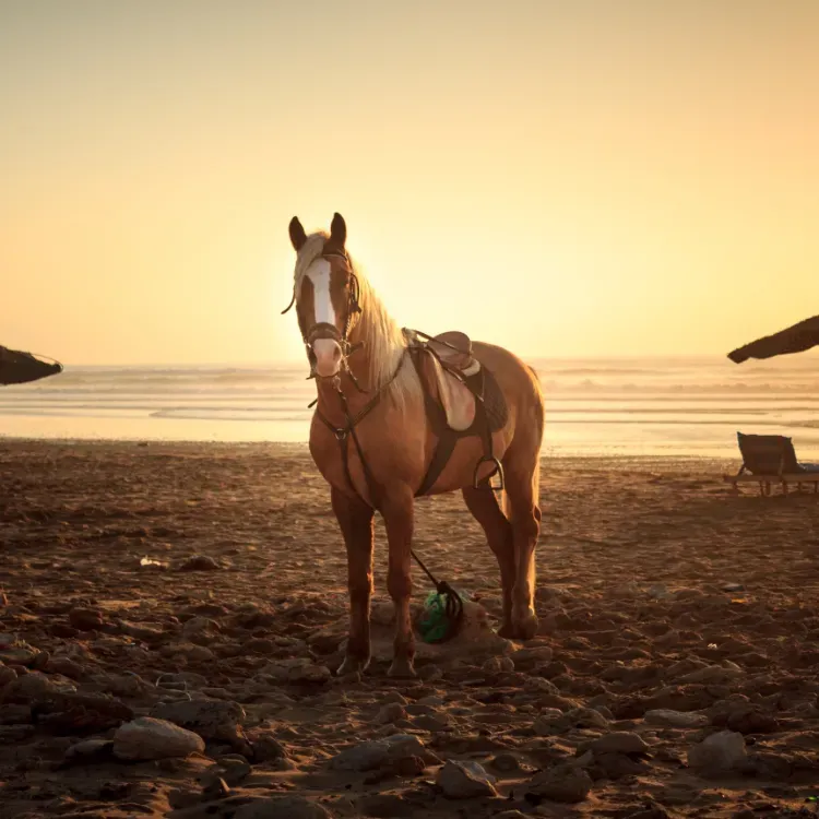 Horse on the beach