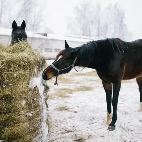 The Ultimate Guide – Caring for Horses Living Out in Winter