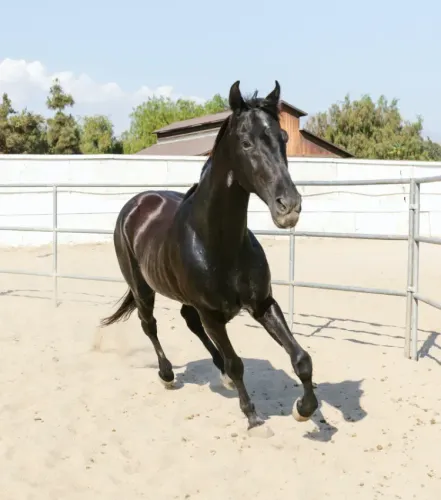 The Power of Negative Reinforcement: How Horses Learn from the Release of Pressure