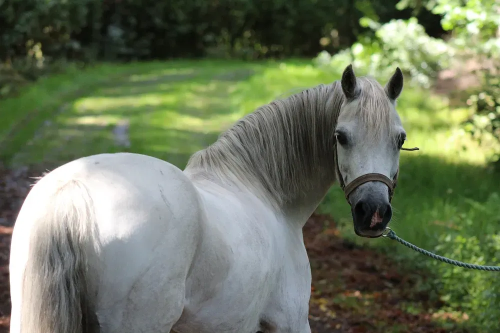 pony, grass, head