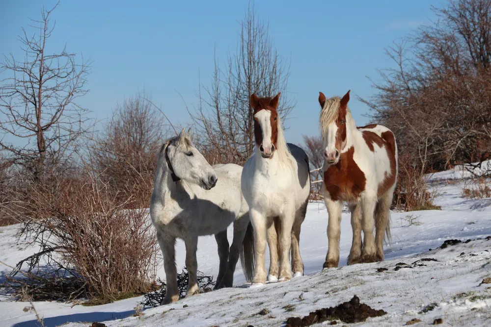 Photo of Three Ponies in Winter