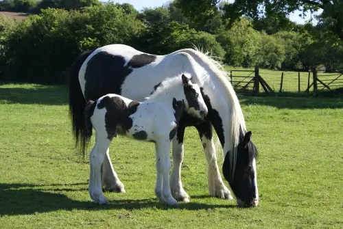 mare and foal, foal, piebald