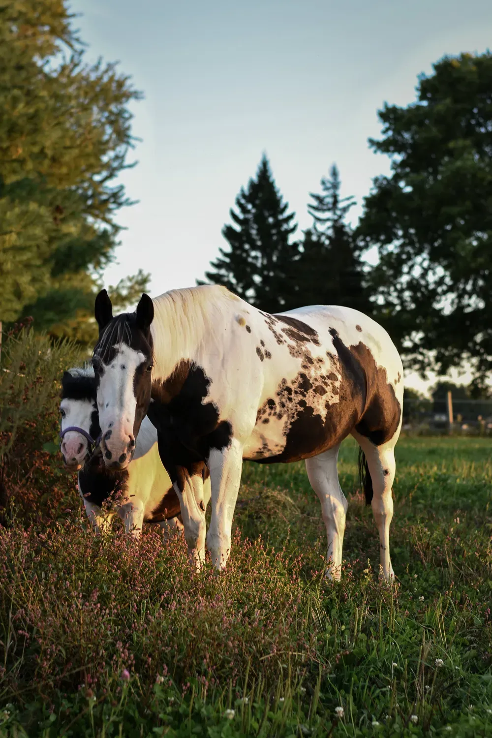 An American Paint Horse and a Foal