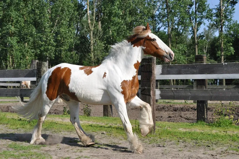 horse, irish cob, galop