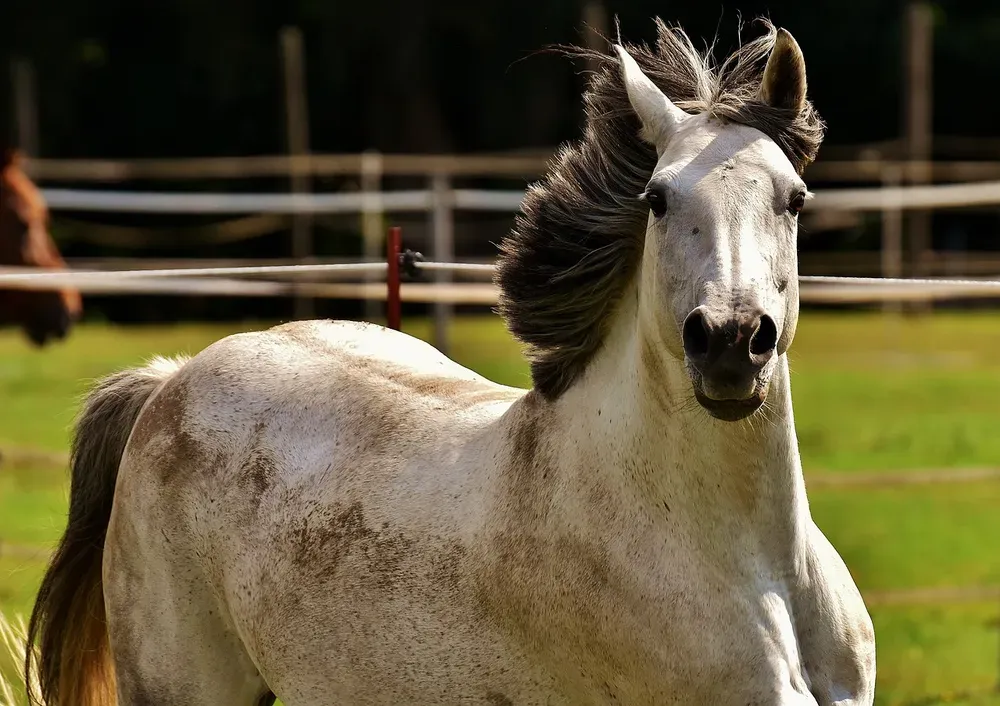 horse, mould, pony