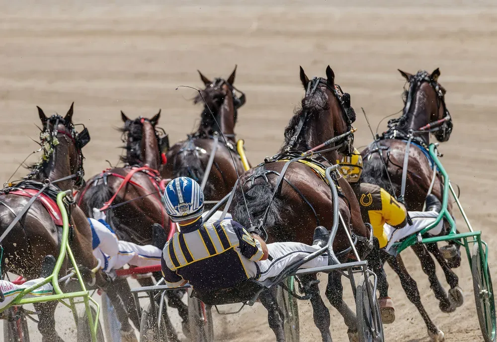 Horses on Brown Sand