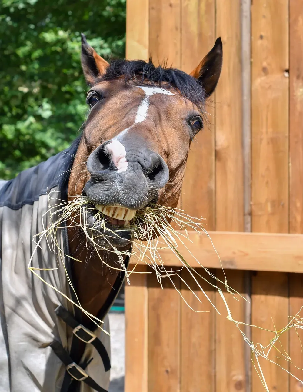 horse, eat, funny