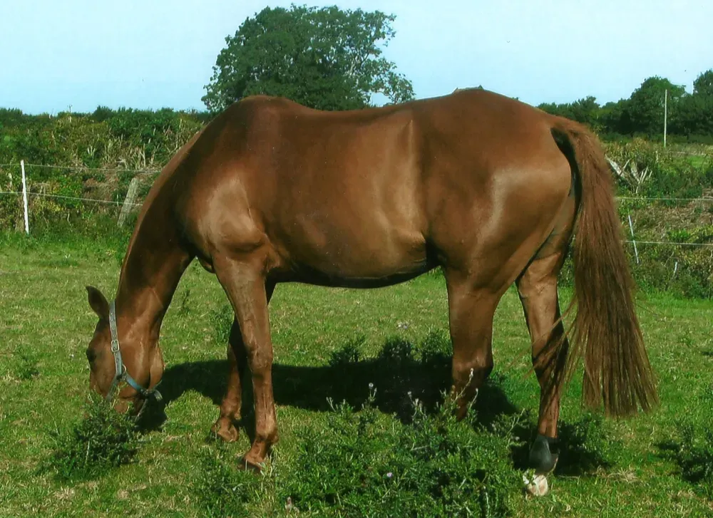 Rosie enjoying a bit of grass