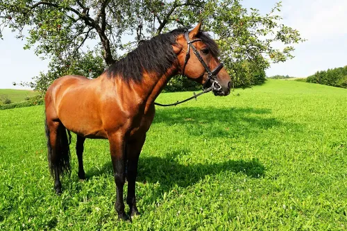 horses, eye, carriage horse