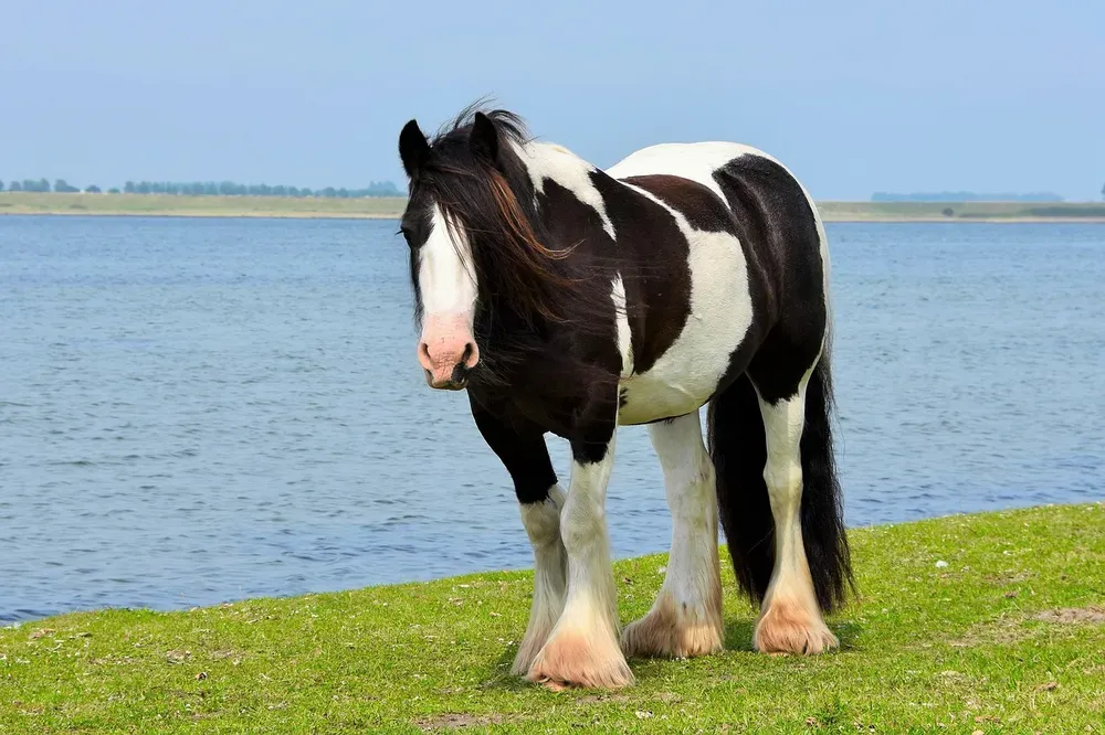 horse, irisch cob, spotted