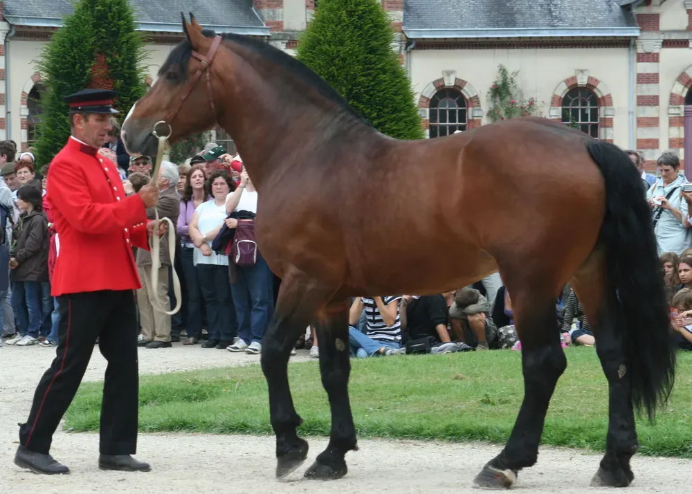 normandy cob picture