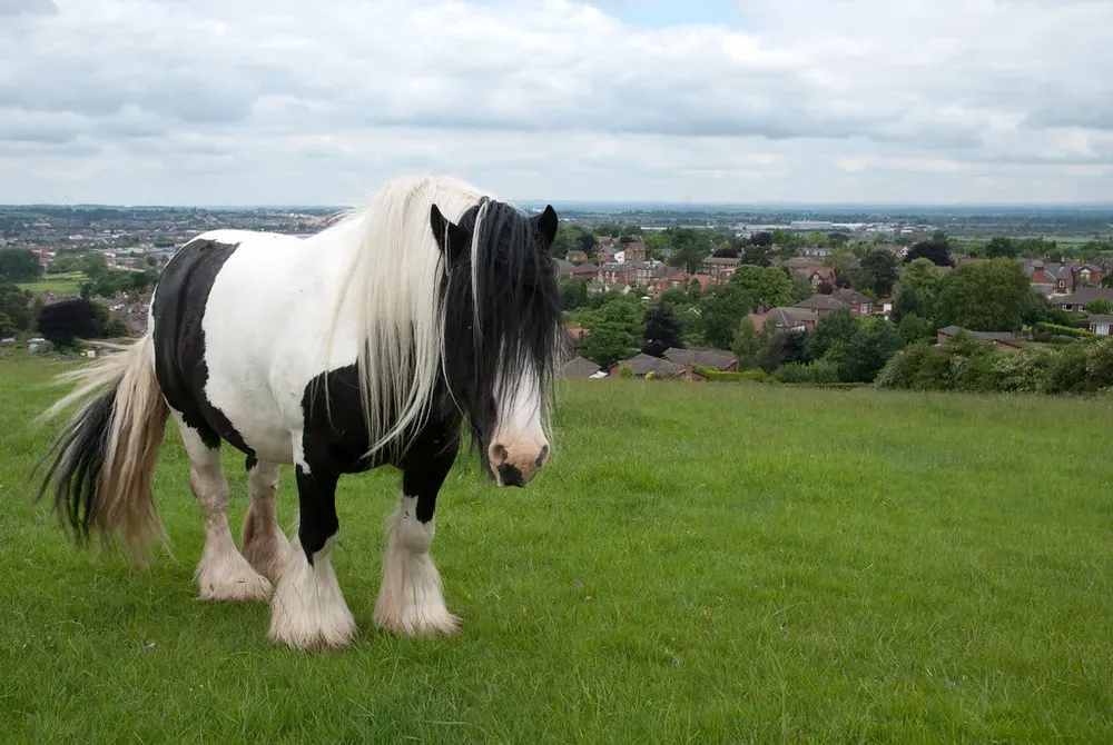 overweight cob horse