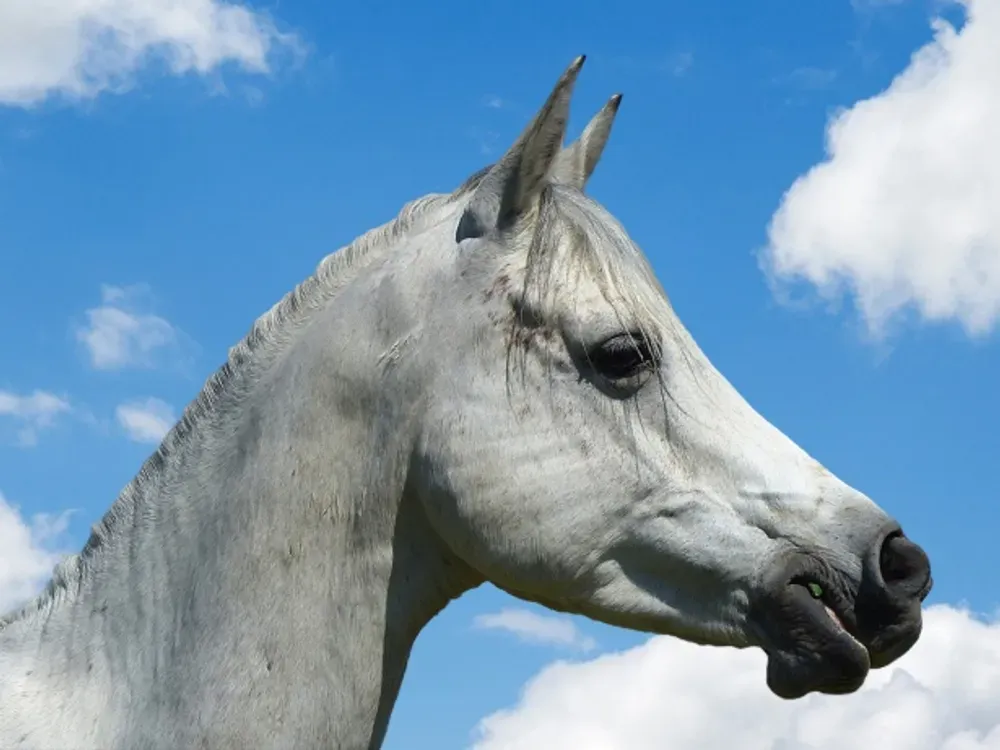 Desert bred Arabian