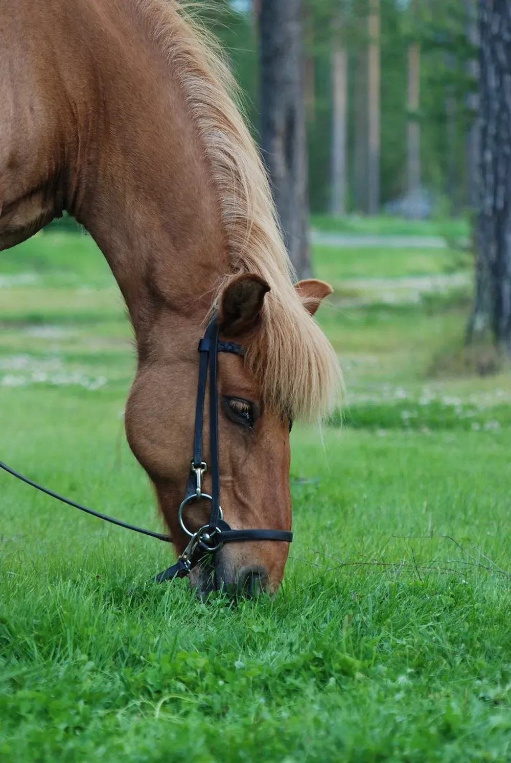 head down in grass