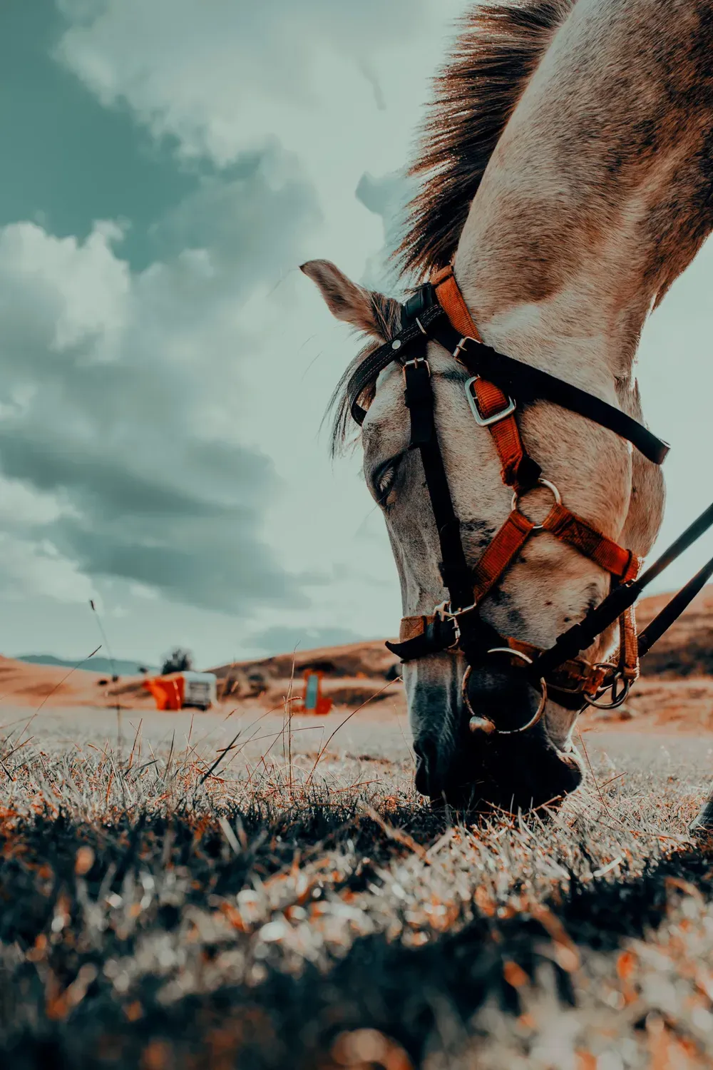 grazing in hand