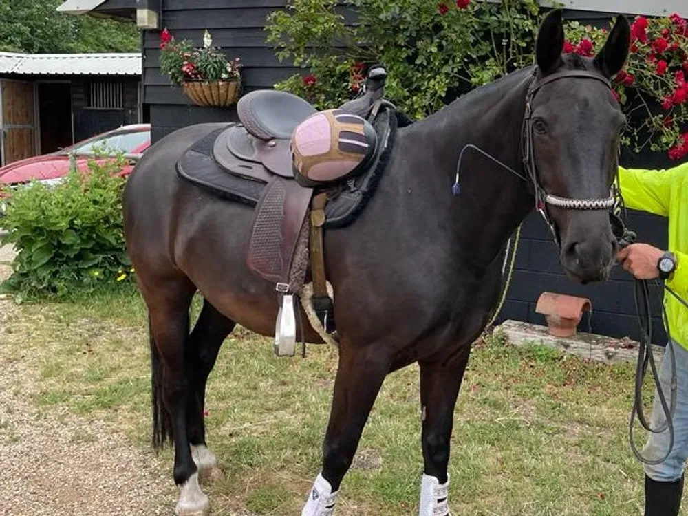 happy horse but chubby