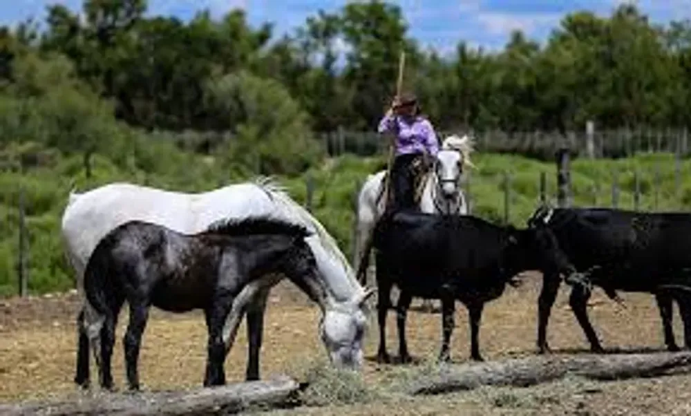 bull and ponies