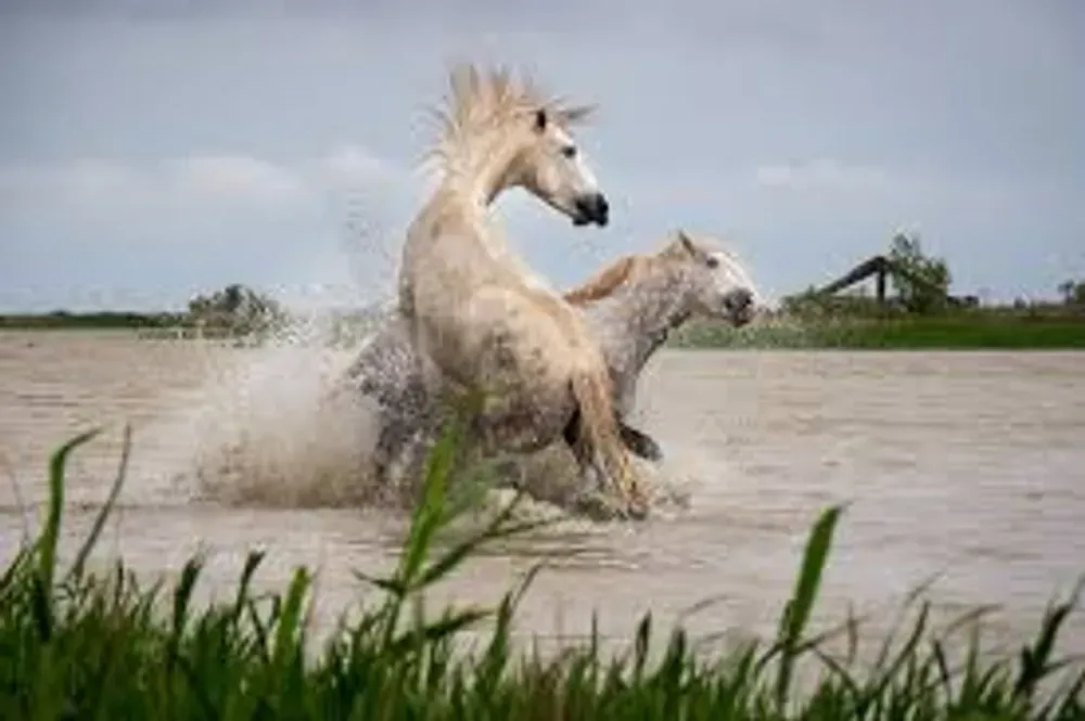 marsh fight horses