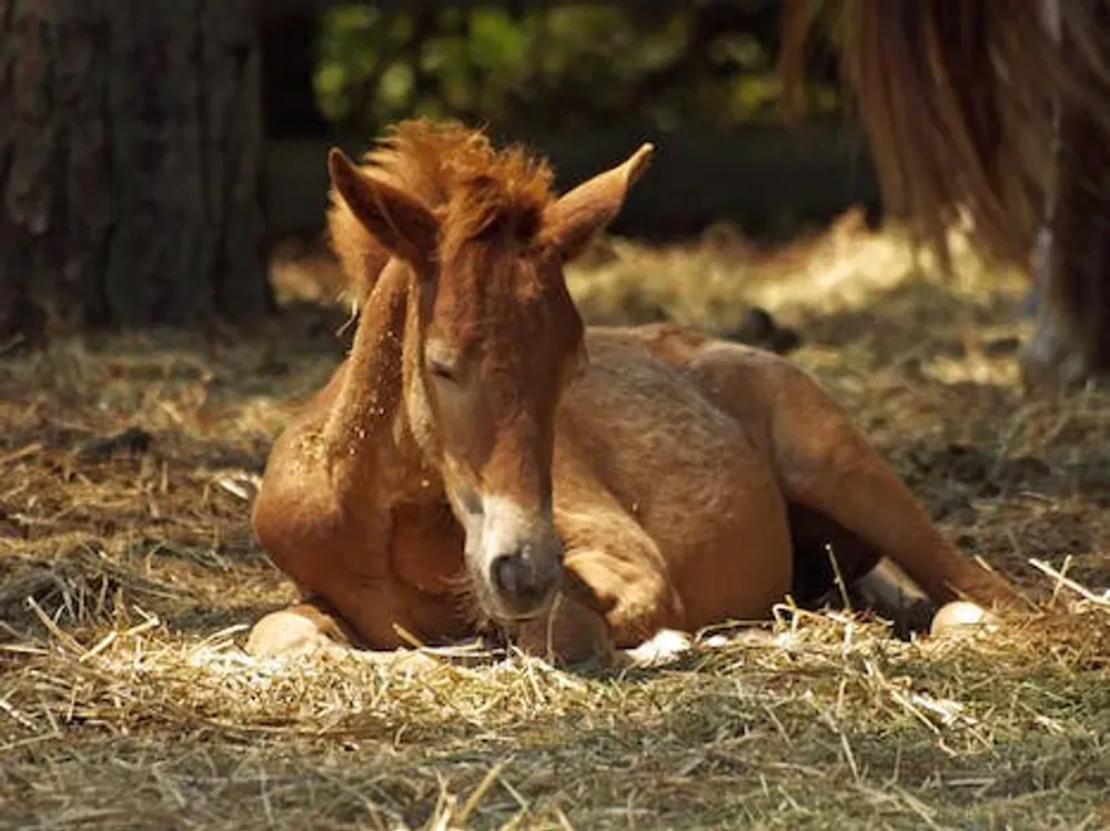 sleeping foal in the sunshine