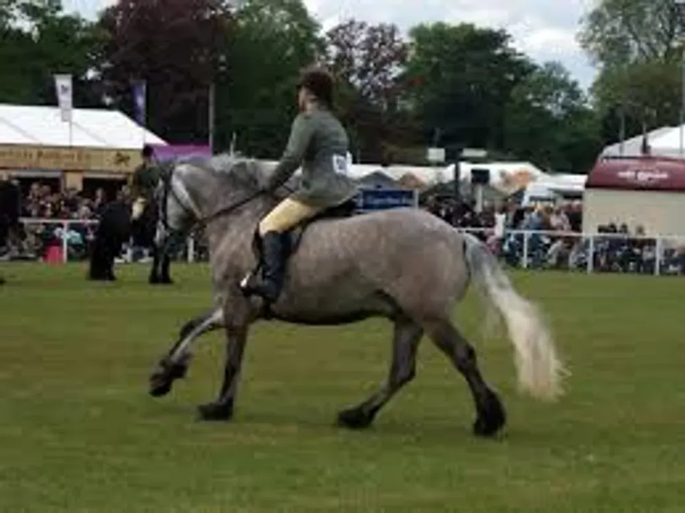 showing highland ponies