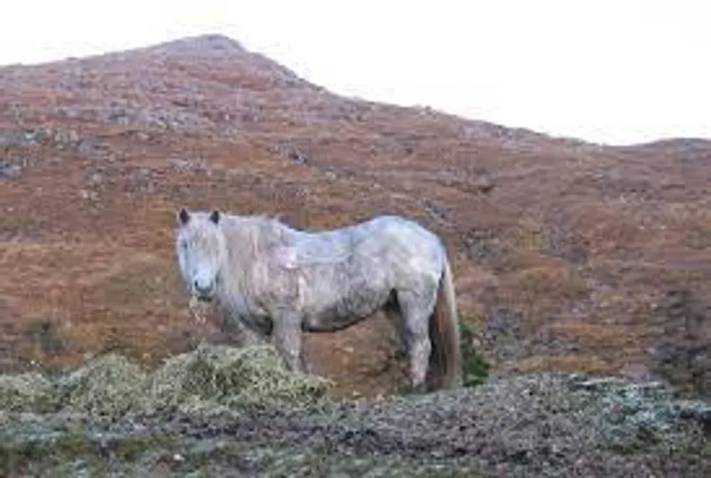 highland poney in the rough