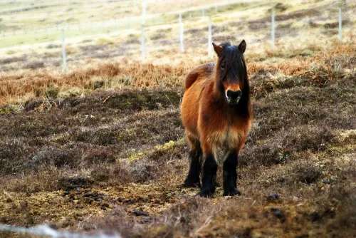 Exploring the Mystique of the Highland Pony