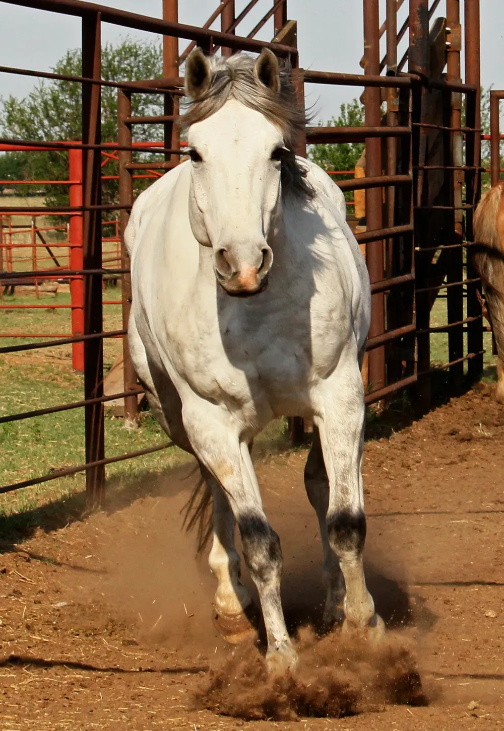 mUSCULAR QUARTER HORSE