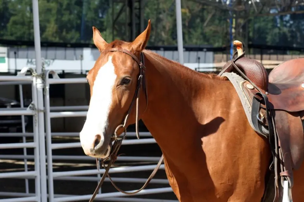 A quiet quarter horse