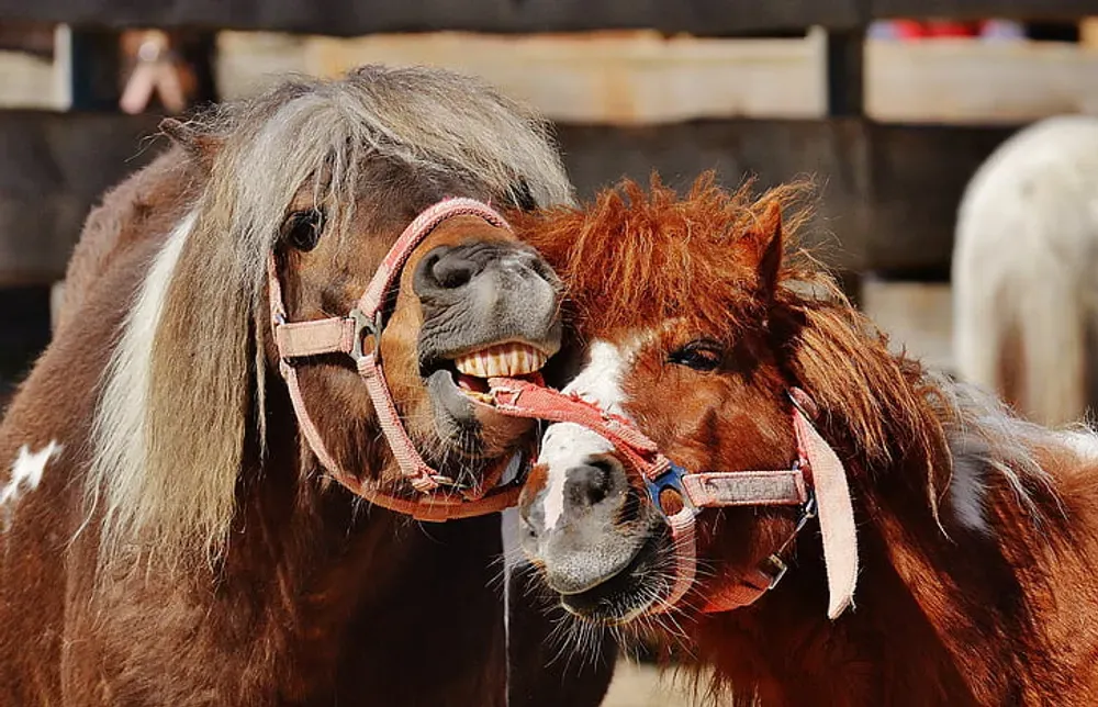 happy shetland ponies