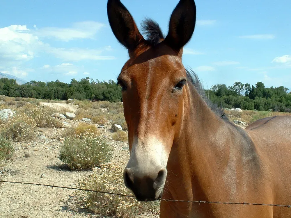 lovely mule in sun