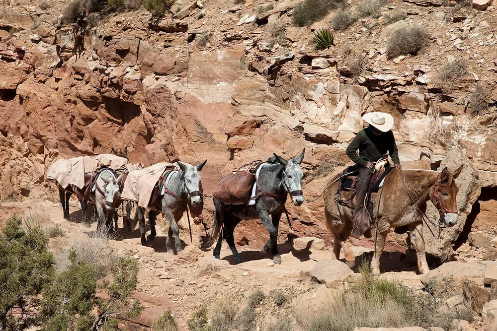 riding and pack mules