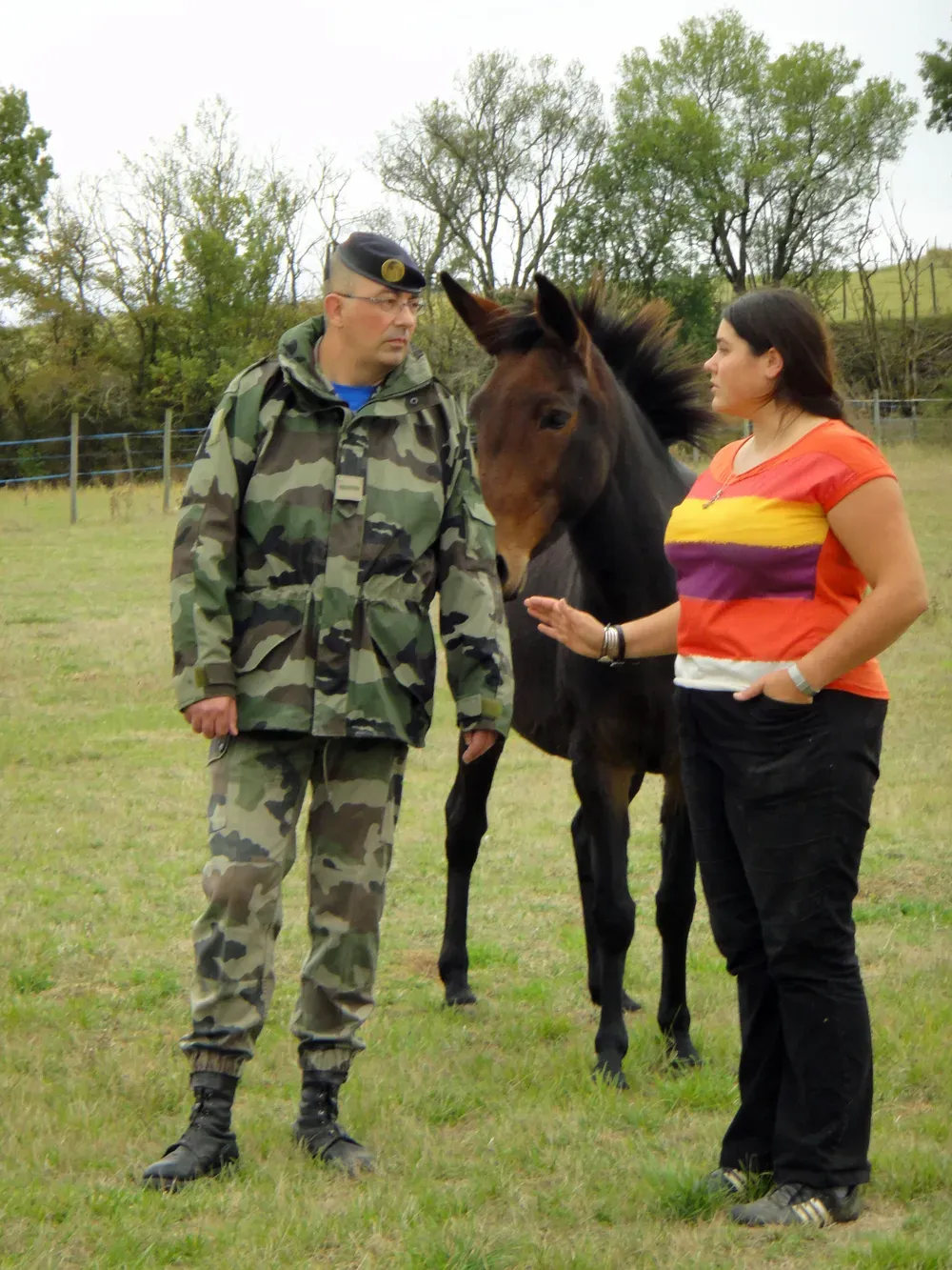 army horse therapy