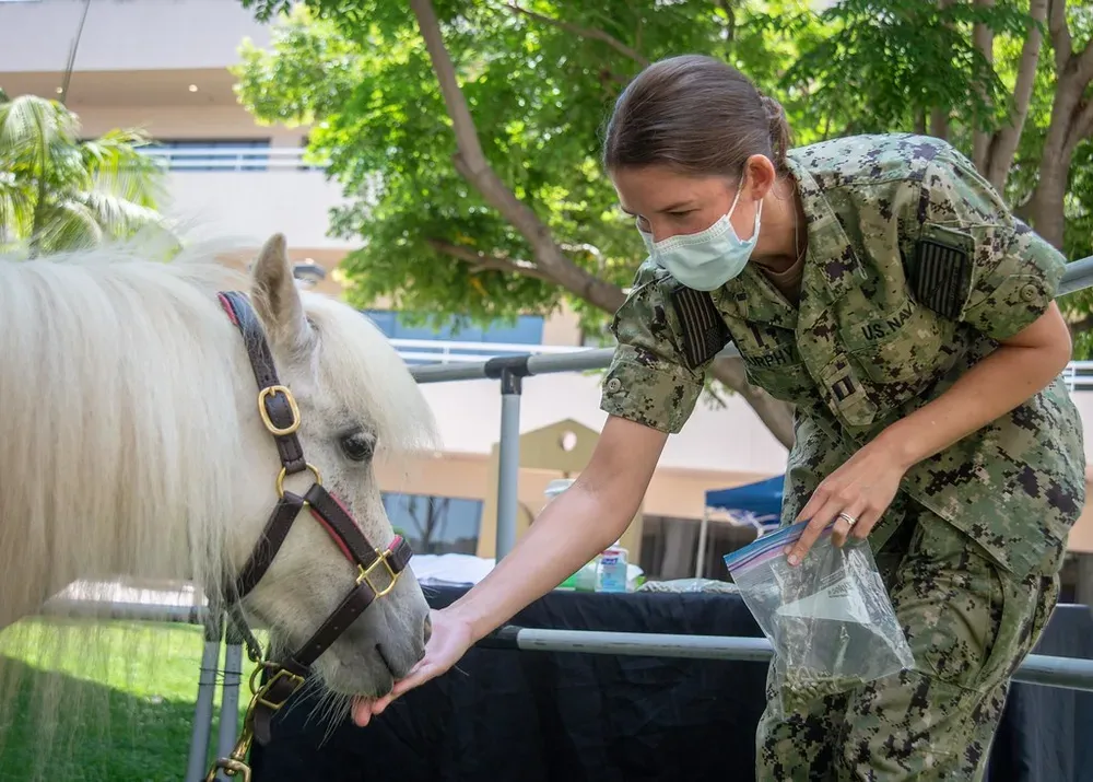 military and horse therapy