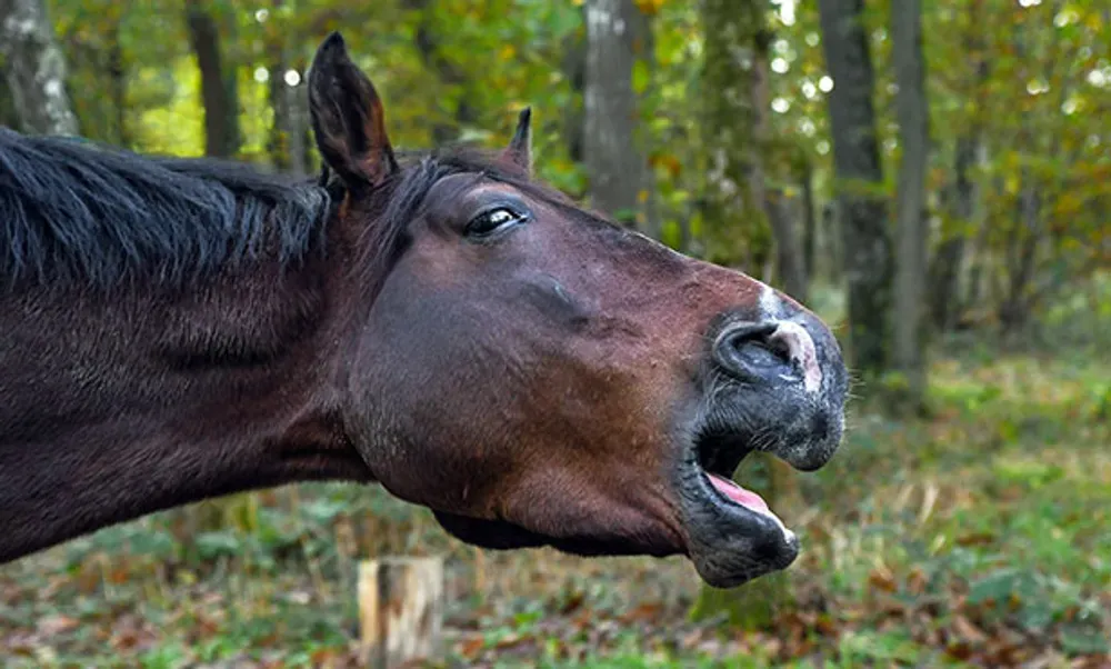 Heaves in Horses: Causes, Treatment, and Prognosis