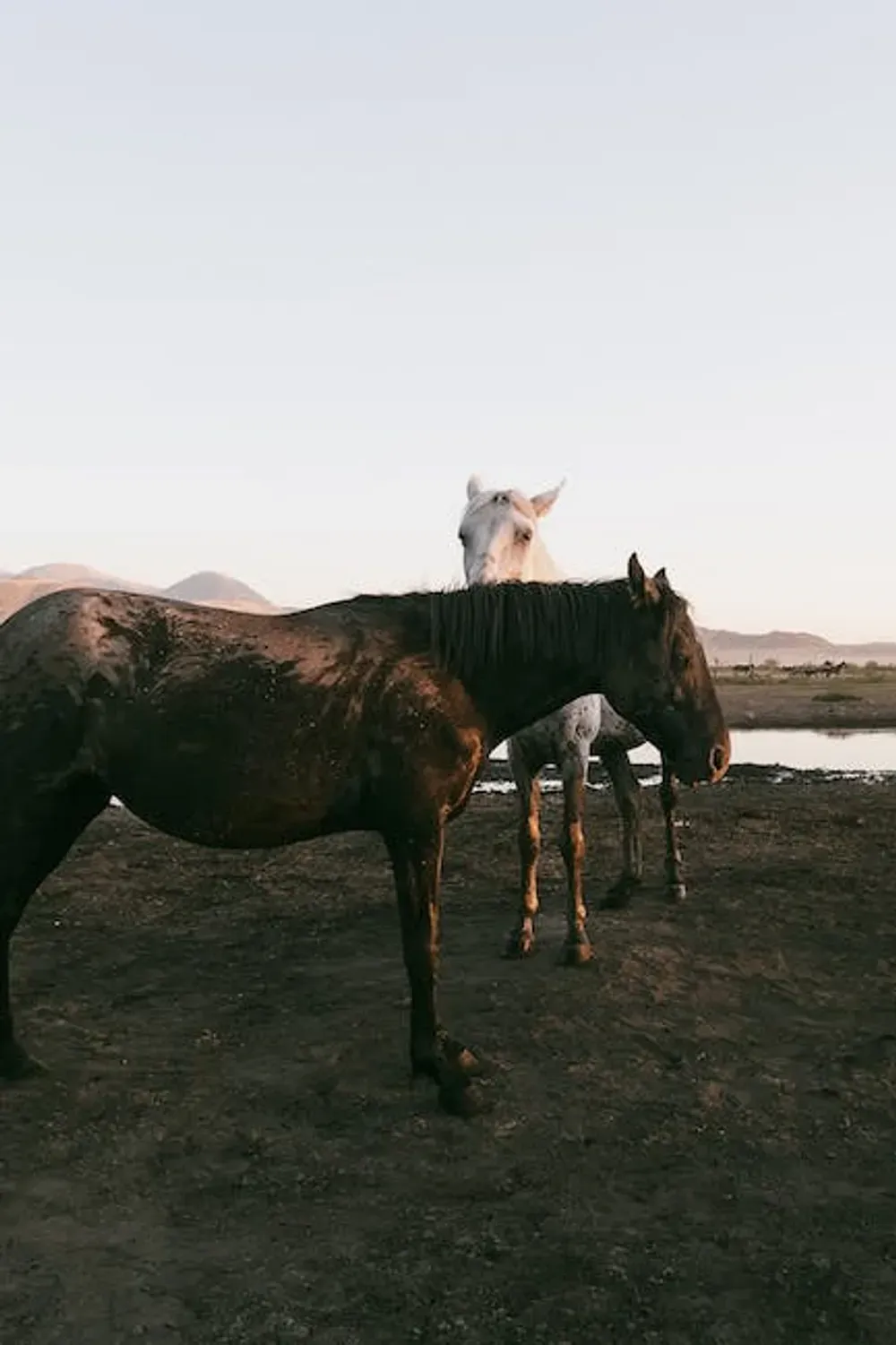 Muddy Wet Horses by the River