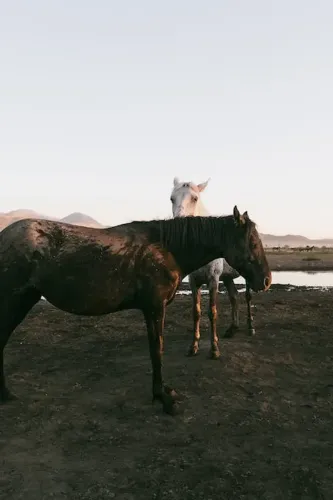 Muddy Wet Horses by the River