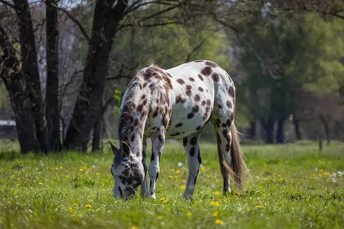 grazing near trees