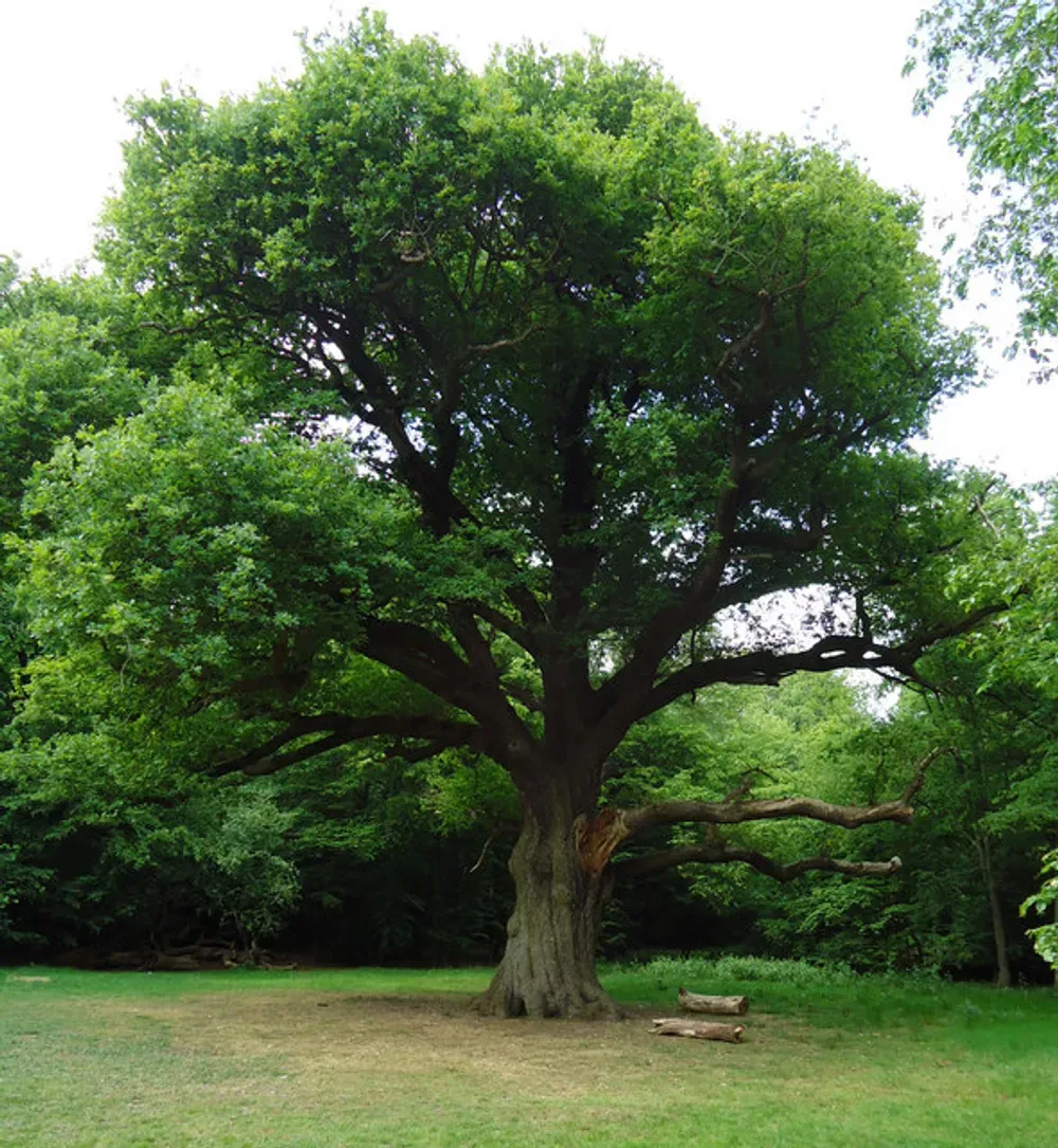 stately oak tree