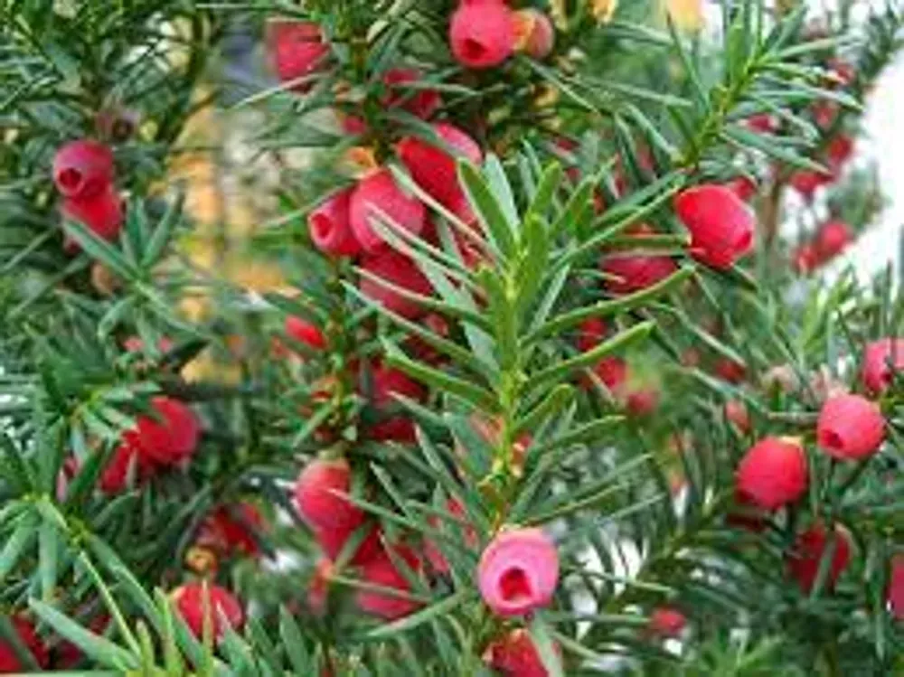 yew tree fruit