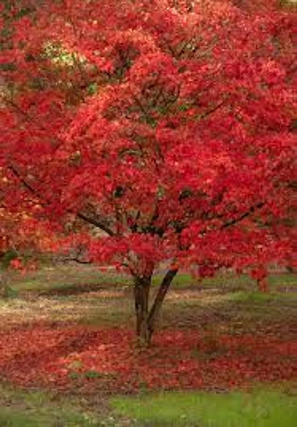 red maple in fall