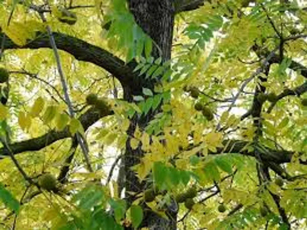 black walnut tree