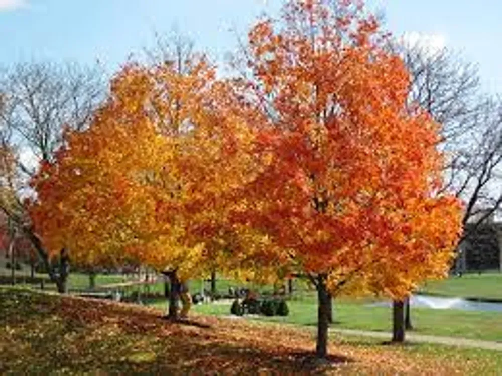 sugar maple trees